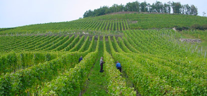 Vins Schoenheitz