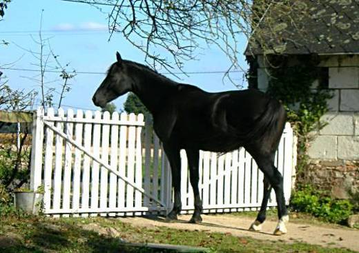 A Cheval !!!