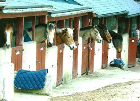 Aisehp Poney Club de Saint Malo