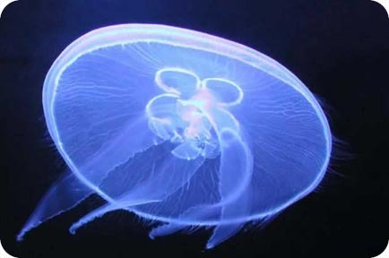 Aquarium océanographique et tropical