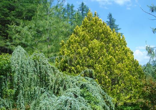 Arboretum D.Lanthelme