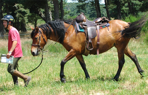 Asinerie, Ferme équestre du Mazel