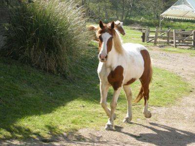 Au pas, au trot, au galop