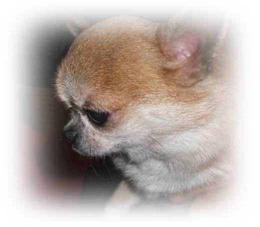 Au Royaume des Minis Stars