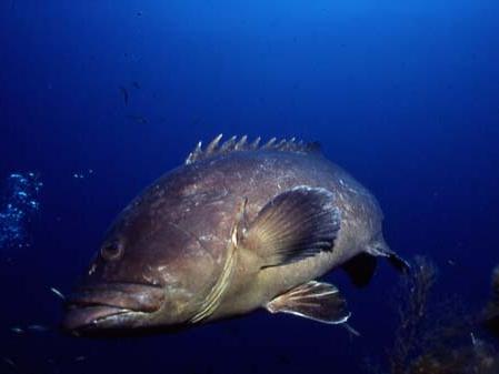 Beluga Diving Prestations