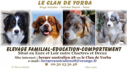 Berger Australien du Clan de Yorba