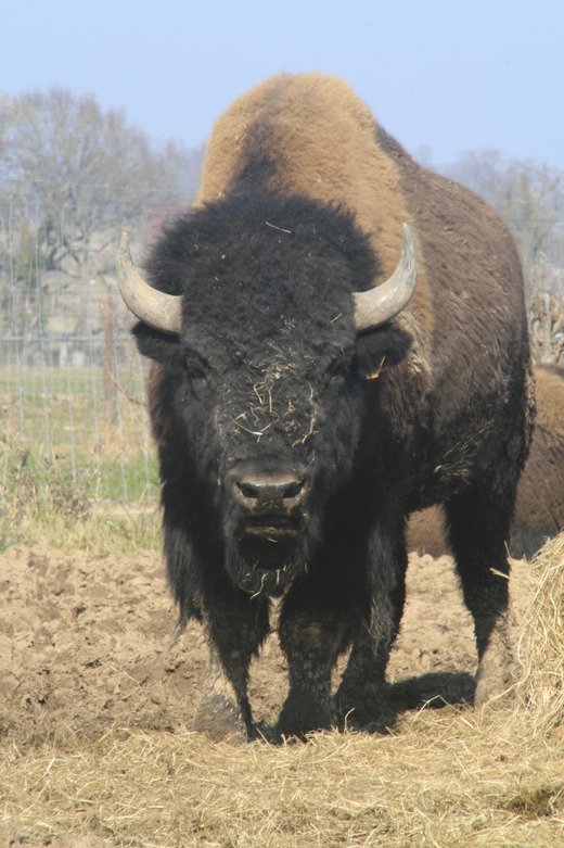 Bisons d'Auvergne