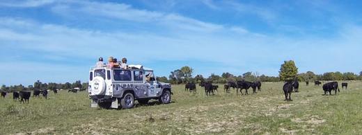Camargue Sauvage