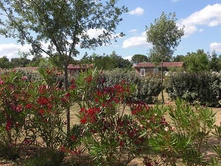Camping à l'Ombre des Oliviers