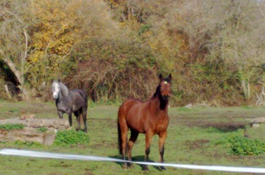 Centre Equestre de la Roche Posay
