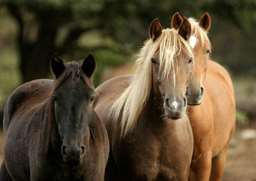 Centre Equestre de Labenne