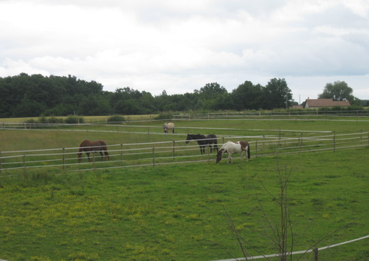 Centre Equestre des Monts Vert