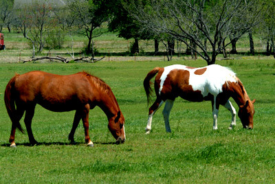 Centre Equestre du Grain d'Orge