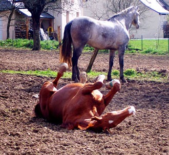 Centre Équestre et Poney Club Alliance Nature
