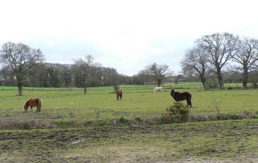 Centre Équestre et Poney Club la Cravache