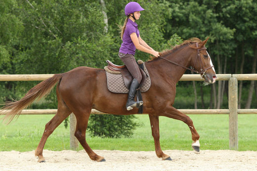 Haras du Bois Marie