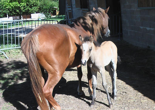 Chartres Equitation