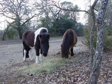 Cheval'P
