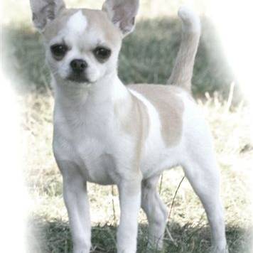 Chihuahuas du Moulin de Kerliviry