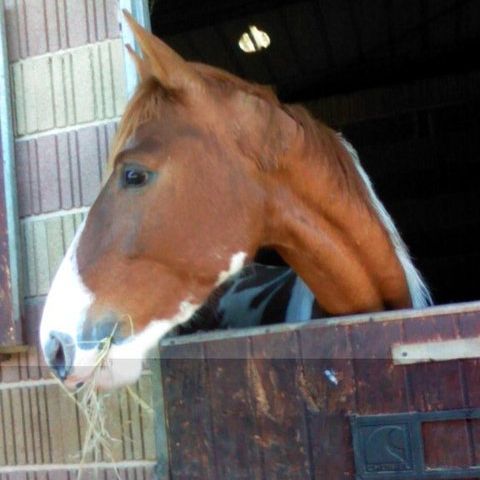 Club Figeacois du Poney et du Cheval