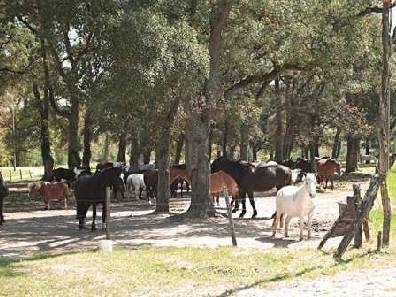Club Hippique et Poney-Club de Poudenas