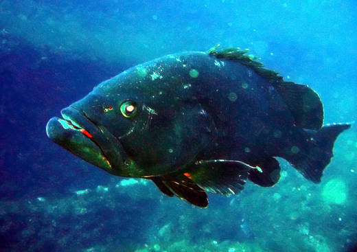 Corsica Diving