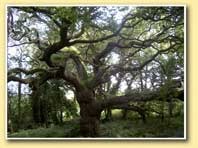 Cpie Forêt de Brocéliande