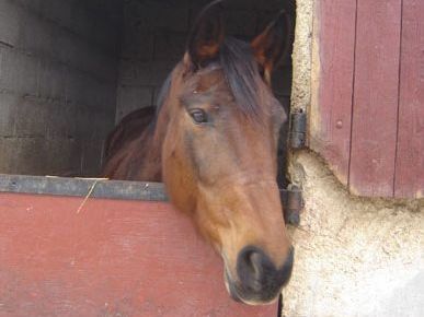 Creissan Équitation