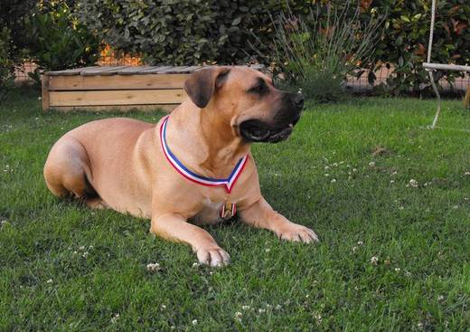 De la Cienda Del Perro