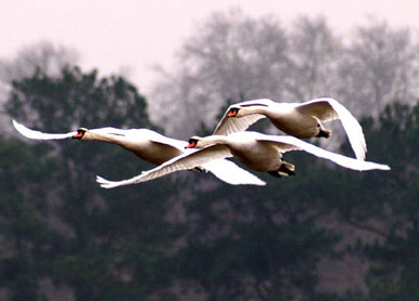 Découverte des Oiseaux au Crépuscule