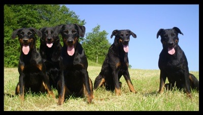 Des Quatre Griffes Noires
