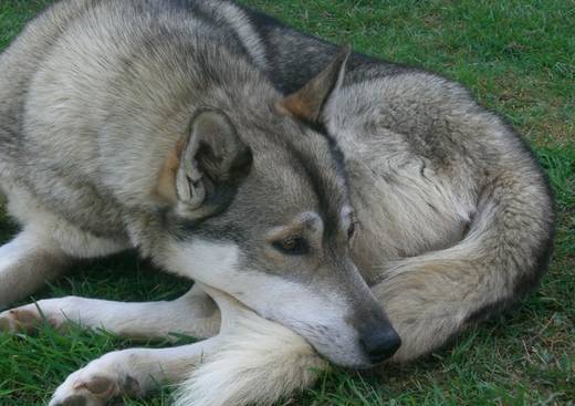 Dolina Volka Husky Sibérien