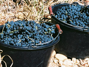 Domaine de Poulvarel