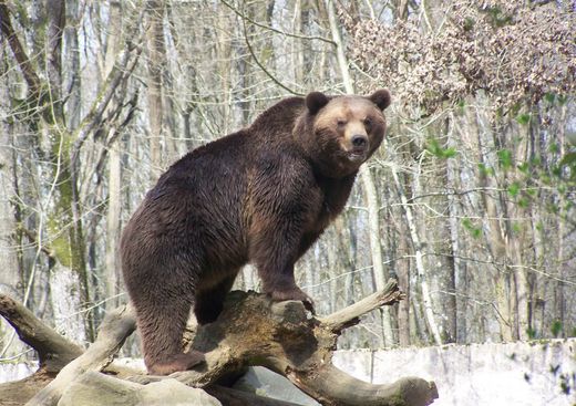 Domaine Zoologique de Pescheray