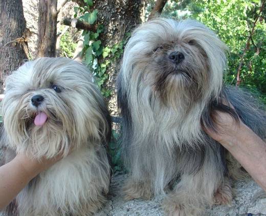 Elevage Amateur Lhassa Apso
