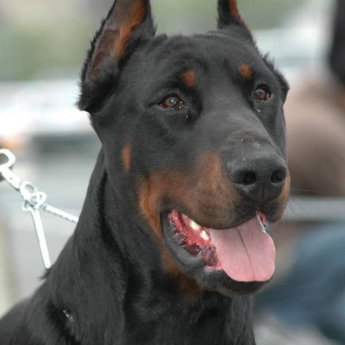 Elevage Canin de Percyval