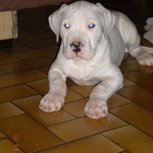 Elevage Canin du Pays Melusin