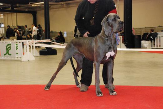 Les Dogues Allemands de Valavergny
