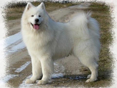 Elevage de Chiens Nordiques