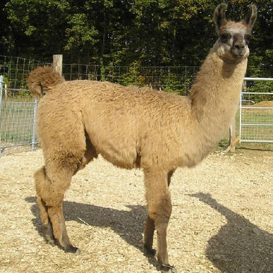 Elevage de la Tille (lamas, alpagas et moutons d'O