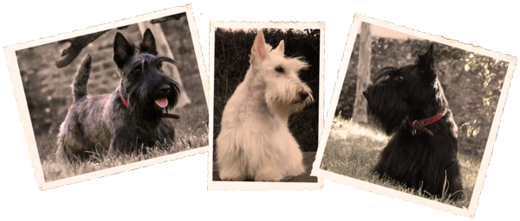 Elevage de Scottish Terrier le Clan des Bigoudens