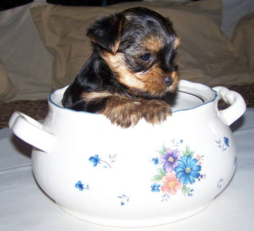 Elevage de Yorkshire Terrier du Mas Dormoy