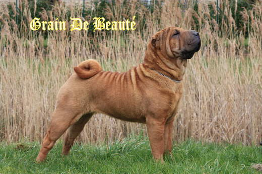 Elevage du Grain de Beauté