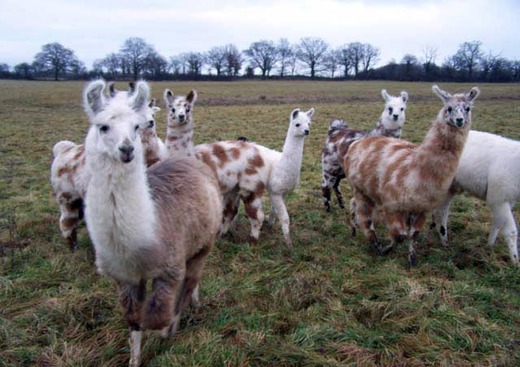 Élevage les Lamas de la Bouble - Limoise