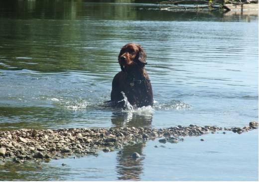 Elevage Red Irish Diamonds Setter Irlandais Franche Comté Doubs