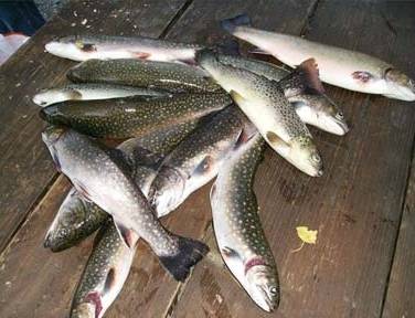 Etang de Peche
