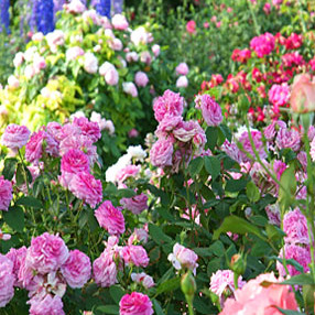 Exposition de roses anciennes d' André Eve