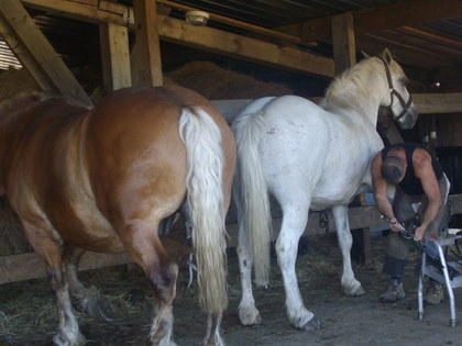 Ferme aux Amis des Chevaux