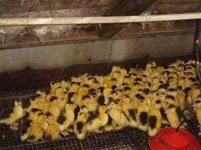 Ferme de Verdanel