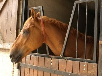Ferme Equestre de Lagesse